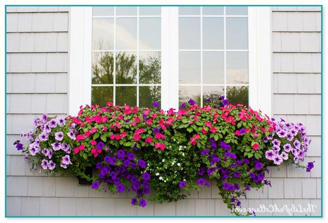 Best Flowers For Window Boxes