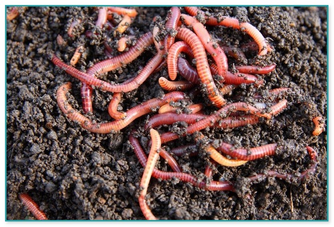 Best Worms For Compost