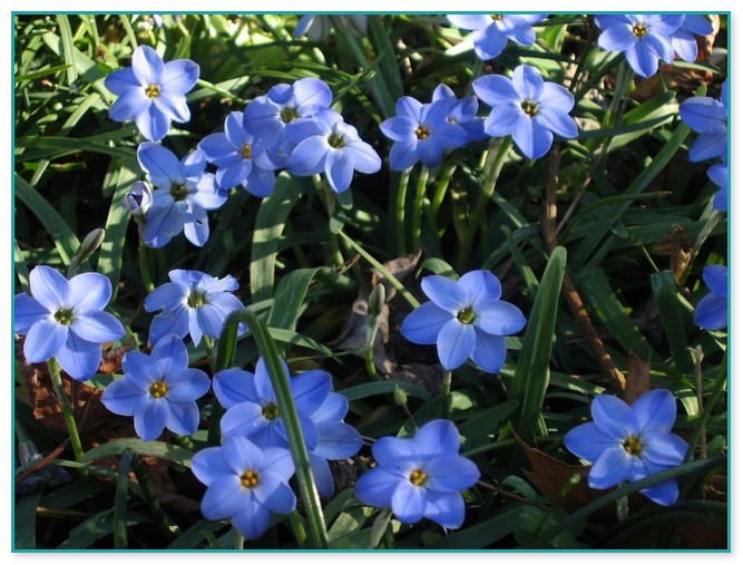 Blue Star Flower Plant