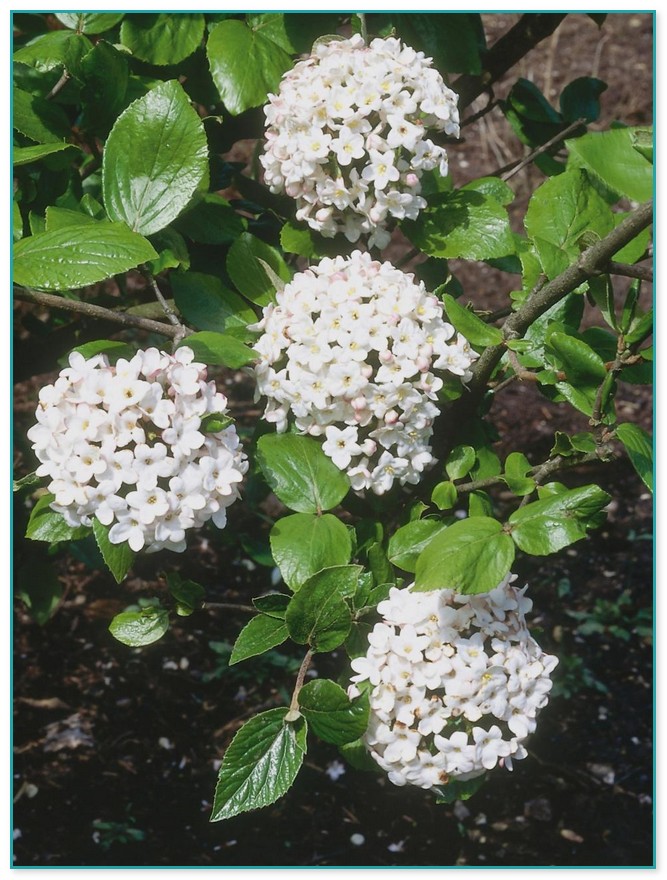 Bushes With White Flowers