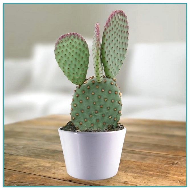 Cacti For Sale Online