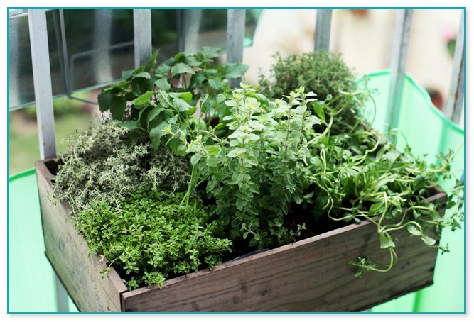 Container Herb Garden For Beginners