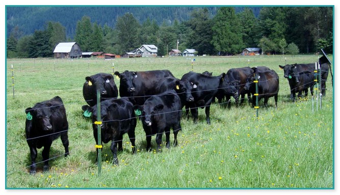 Electric Fence For Cattle