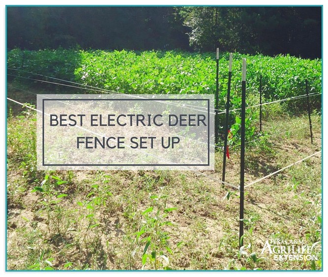 Electric Fence For Deer