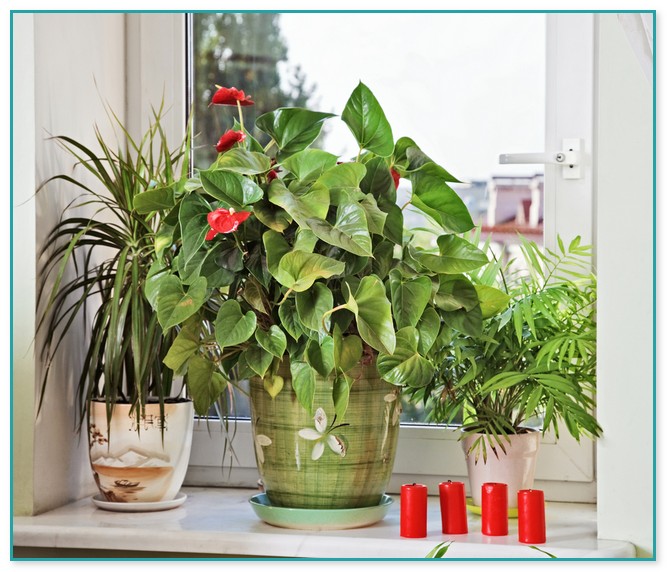 Flowering Indoor House Plants