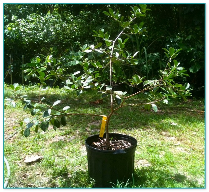 Fruit Trees That Grow In Florida