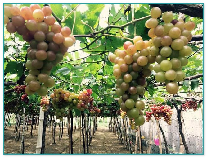 Grafted Fruit Trees For Sale