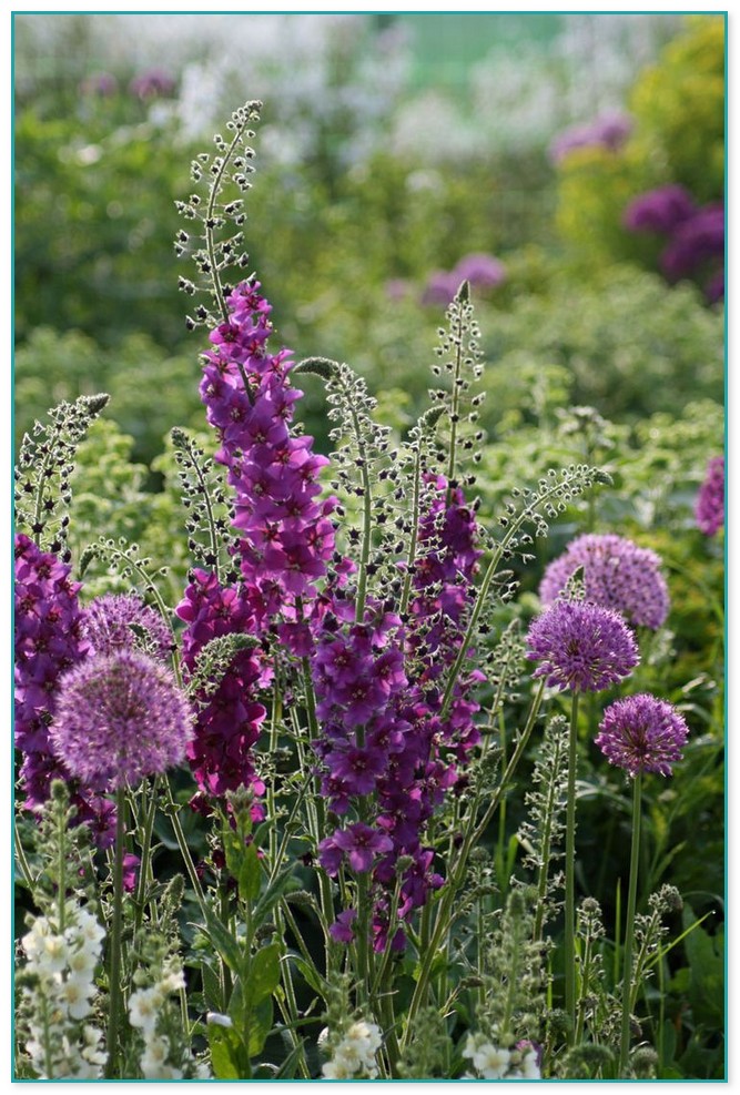 Great Purple Flowered Plants For The Garden