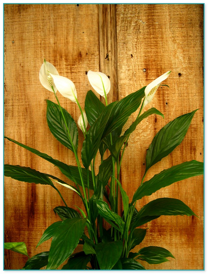 House Plant With White Flowers