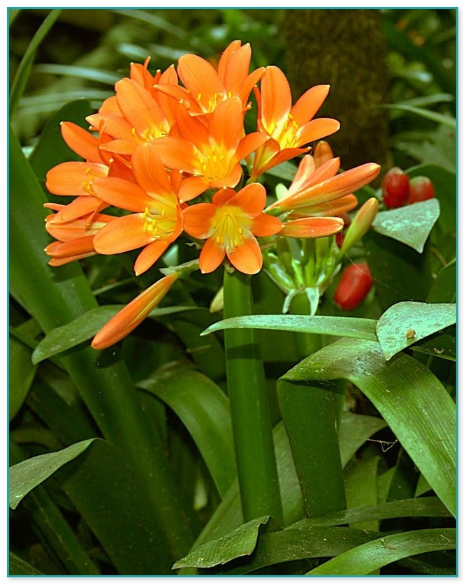 House Plants With Orange Flowers