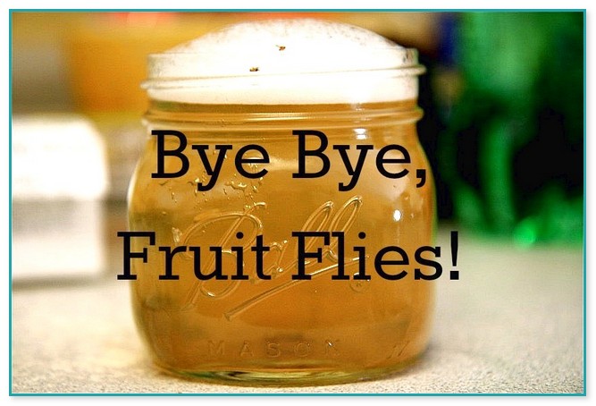 Kill Fruit Flies Spray