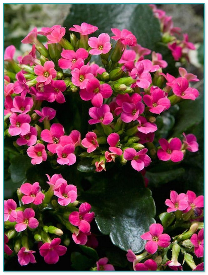 Pink Flowering House Plants