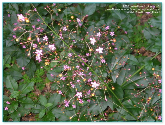 Plant With Tiny Pink Flowers