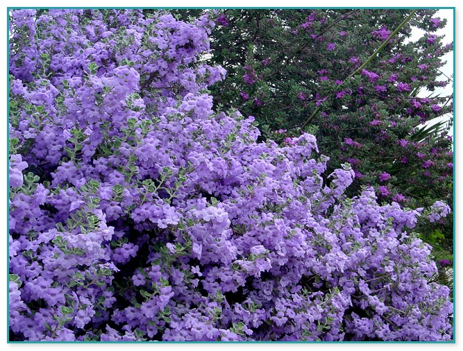 Purple Flower Plant Pictures