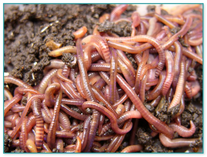 Red Worm Composting Tips