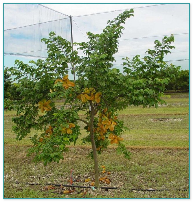 Star Fruit Tree For Sale
