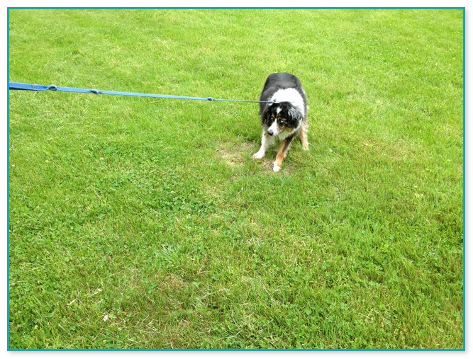 Underground Electric Fence For Dogs