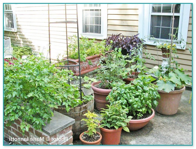 Vegetables In Containers Gardening