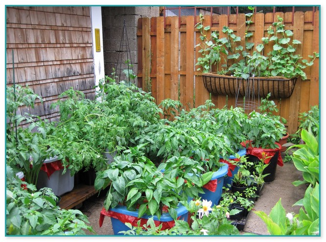 Veggie Container Gardening Ideas