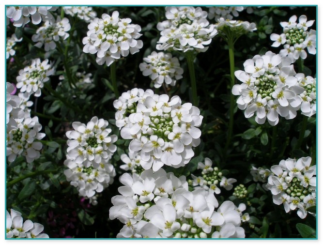 White Flowering Ground Cover Plants