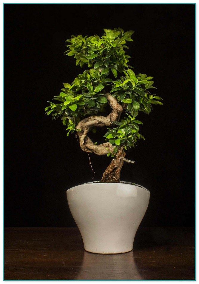 Ginseng Ficus Bonsai Care 3