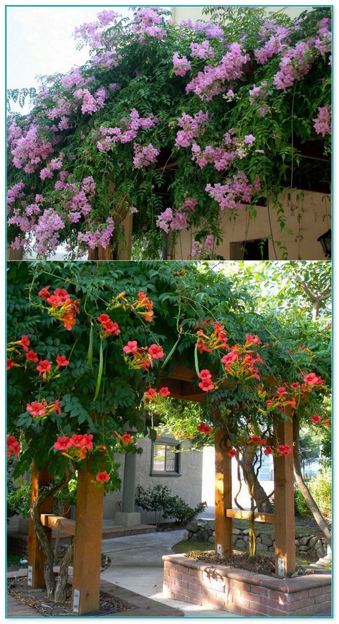 What Are The Best Climbing Flowering Plants