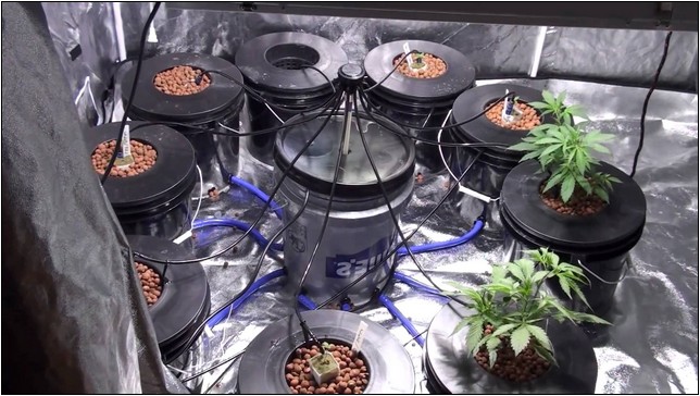 Best Hydroponic System For Cannabis 2016
