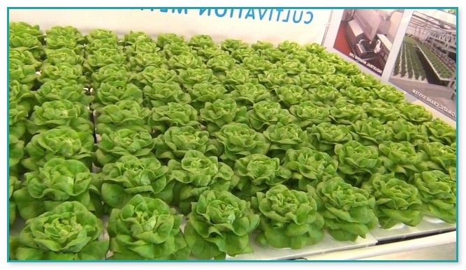 Best Lettuce For Hydroponics