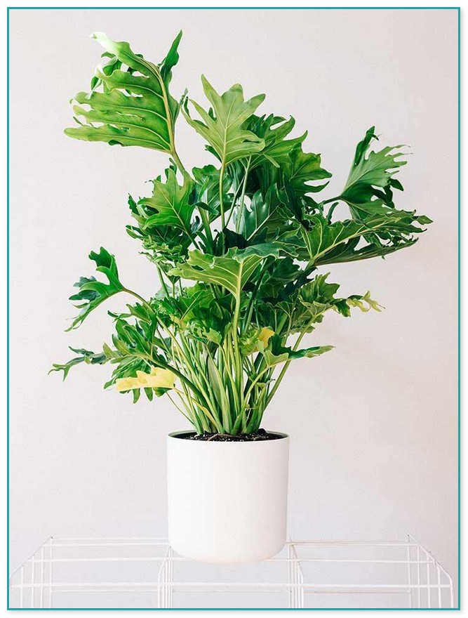 Best Tall House Plants
