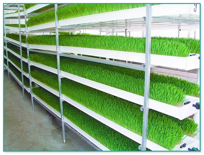 Commercial Hydroponic Growing Systems