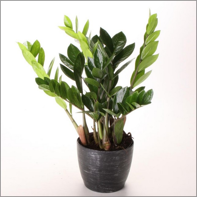 Common Large Indoor House Plants