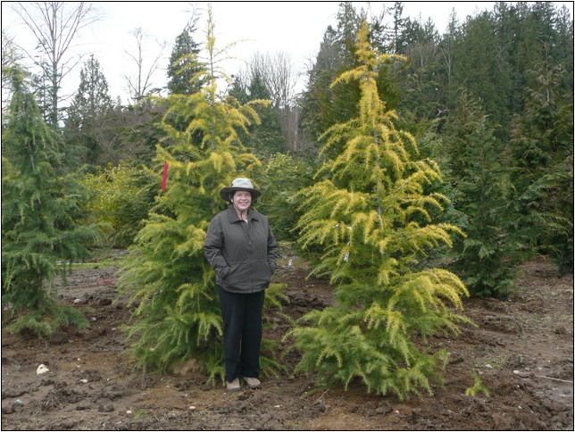 Decorative Dwarf Trees For Landscaping