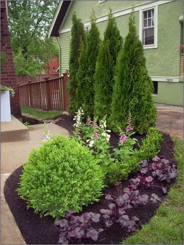 Decorative Plants And Shrubs For Landscaping