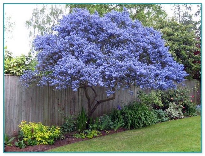 Decorative Trees For Landscaping