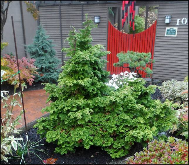Dwarf Evergreen Plants For Landscaping