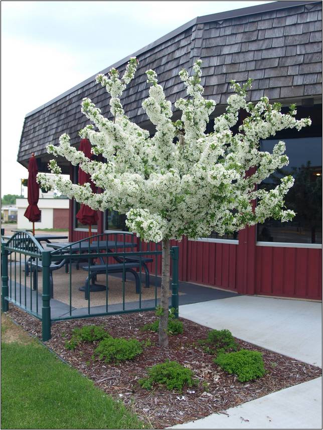 Dwarf Flowering Trees For Landscaping