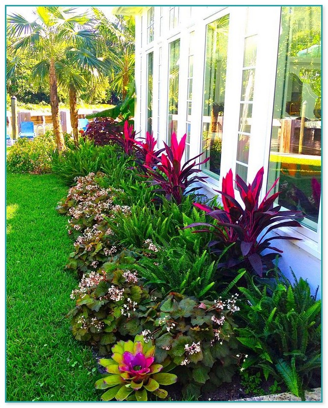 Florida Landscaping Plants Pictures