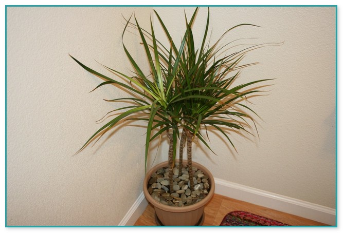House Plants Palm Trees