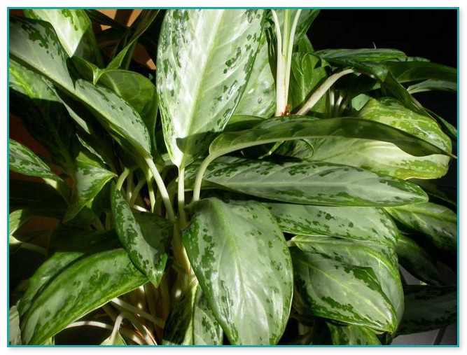House Plants With Variegated Leaves