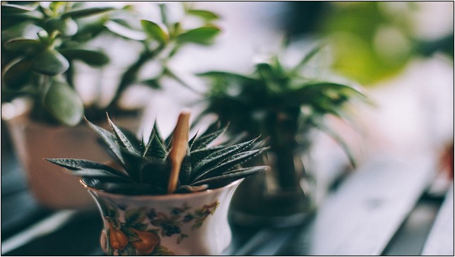 Houseplants That Dont Need Direct Sunlight