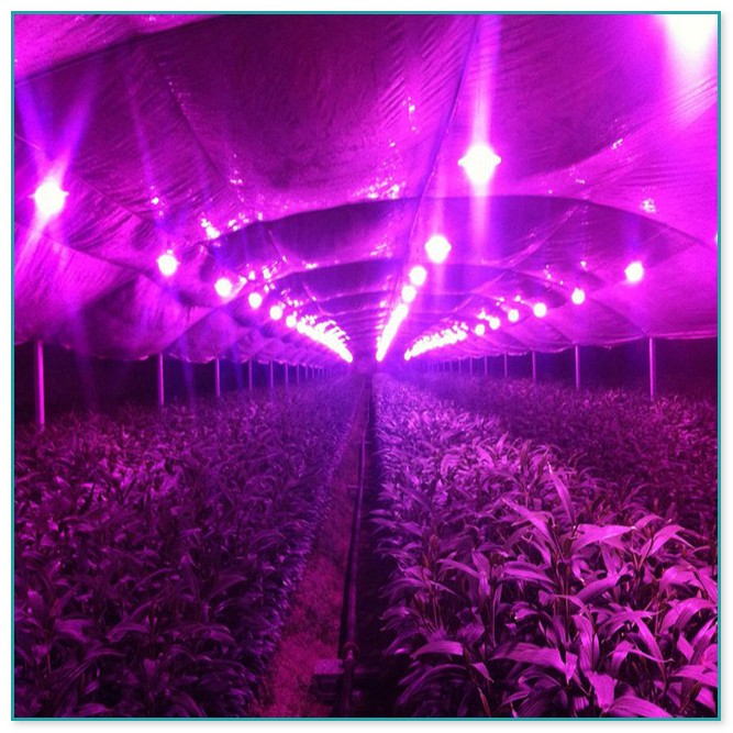 Hydroponic Grow Lights For Sale
