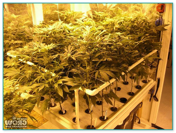 Hydroponic Systems For Weed For Sale