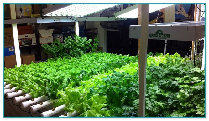 Indoor Hydroponic Vegetable Garden