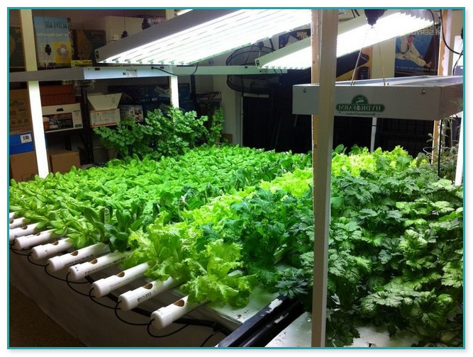 Indoor Vegetable Gardening Supplies