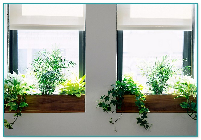 Indoor Window Garden Box