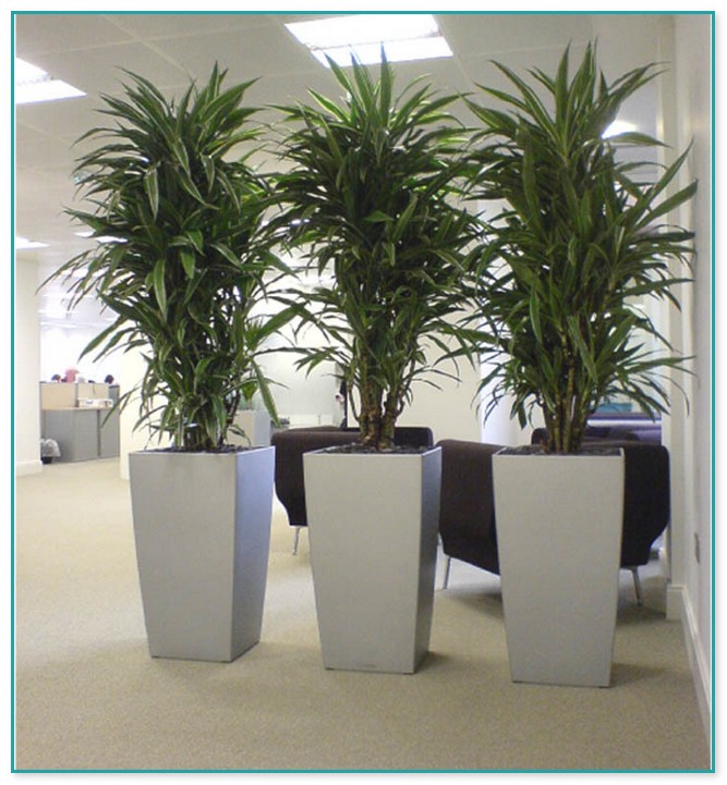 Large Indoor House Plants For Sale
