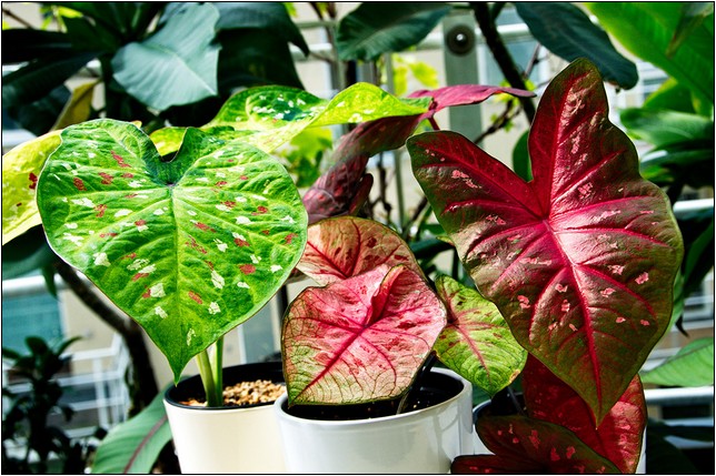 Large Leaved Tropical House Plants