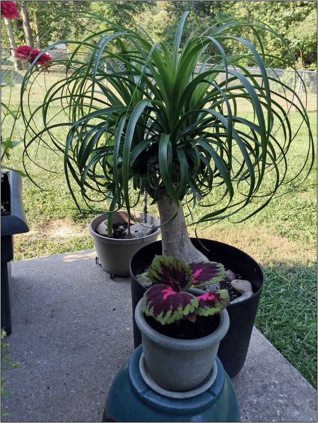 Large Tropical House Plants For Sale | Home Improvement