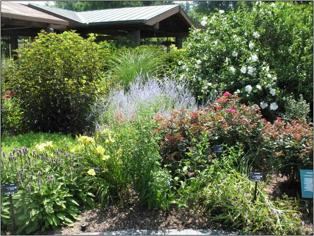 Most Popular Plants For Landscaping