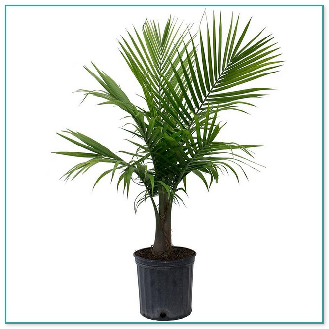 Palm Tree House Plant